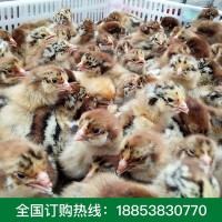青腳麻雞苗養(yǎng)殖戶(hù)批發(fā) 快大青腳麻雞苗優(yōu)良成活高青腳麻雞苗