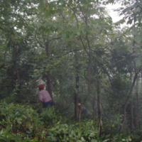 國家地理標(biāo)志保護(hù)產(chǎn)品 錢塘江源頭特產(chǎn) 多年出口17年有機(jī)茶