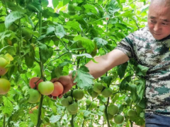 【鄉村振興】下窯溝村:設施農業種出“金疙瘩”