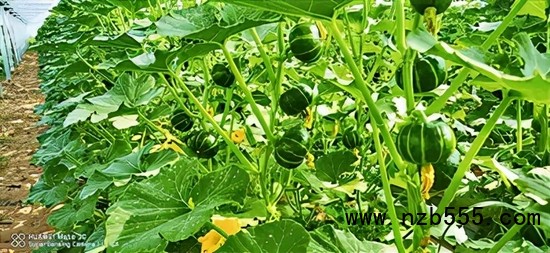 　▲&nbsp;時創科技金伯利農場種植的南瓜