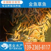 廠家批發金魚草魚 淡水魚苗
