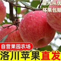 洛川紅富士現摘90大果富士10斤裝脆甜薄皮陜西蘋果直發(fā)