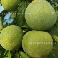 自家果園現摘現發(fā)好品質青脆李甜脆李新鮮應季直發(fā)一件代發(fā)批發(fā)