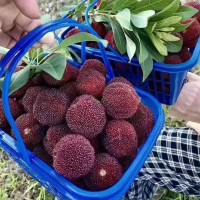 楊梅鮮果新鮮水果現摘現發(fā)仙居東魁楊梅荸薺當季時令孕婦水果