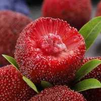 浙江仙居東魁楊梅鮮果新鮮水果現摘現發(fā)荸薺當季時令孕婦水果