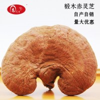 安芝堂大別山椴木赤靈芝自產自銷可切片長白山靈芝紅靈芝