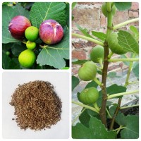 無花果種子 陽臺(tái)庭院盆栽果樹種籽蜜果多年生春秋播蔬菜水果種孑