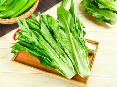 種植油麥菜的最佳時間!選對種植時間,油麥菜才能高產!