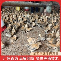 批發雞苗脫溫青腳土雞苗活體半斤重幼崽一個月架子雞適合農村放養