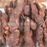 批發(fā)藥材種苗 何首烏種苗 何首烏秧苗包回收 適應(yīng)廣 易管理