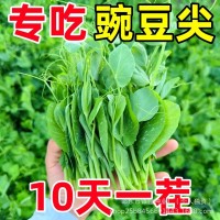 無須豌豆苗種子荷蘭豆豌豆尖種籽芽苗菜種子原裝四季蔬菜種子大全