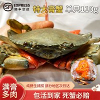 B膏蟹緬甸母蟹空運 孟加拉青膏蟹鮮活 螃蟹野生1只110g左右香辣蟹