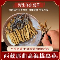 【野生蟲草】那曲冬蟲夏草干貨禮盒滋補(bǔ)品批發(fā)產(chǎn)地直供高海拔
