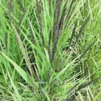 河南信陽紫云英綠肥黑色大米黑米口感清香，健康品質，5公斤包裝農家自種